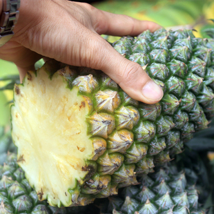 菠萝 海南凤梨 香水菠萝 三亚金菠萝 巨甜无眼 无须泡盐水 10斤装包邮