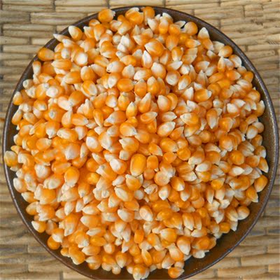 爆花玉米种子小玉米粒锅里爆裂玉米爆米花盆栽阳台庭院蔬菜籽易种