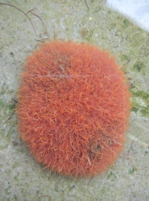 活体水蚯蚓红线虫丝蚯蚓水虫红丝虫大型小型观赏鱼饲料钓鱼鱼饵