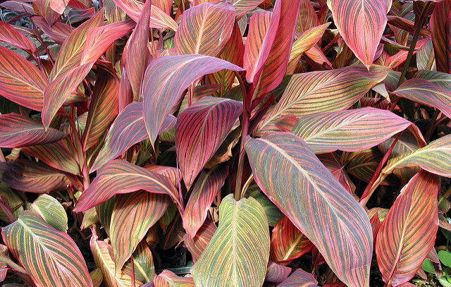 【分拍三区】新西兰朱蕉红星cordyline australis red star