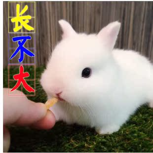 凤眼西施兔侏儒兔小体长不大的兔子包活 兔子活体迷你侏儒兔