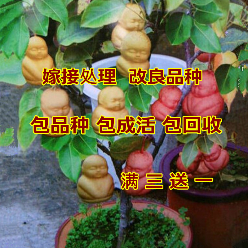 南方盆栽果树(南方盆栽果树有哪些)