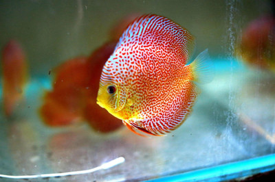 七彩神仙鱼 豹点蛇 广州海联七彩 活体 热带鱼 观赏鱼 神仙鱼