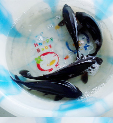 特价纯种日本锦鲤鱼苗金鱼 乌金 风水鱼 挡灾辟邪守财冷水活体鱼