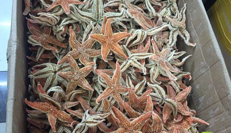 批发海五星海盘车海星干货500g包邮煲汤泡酒料