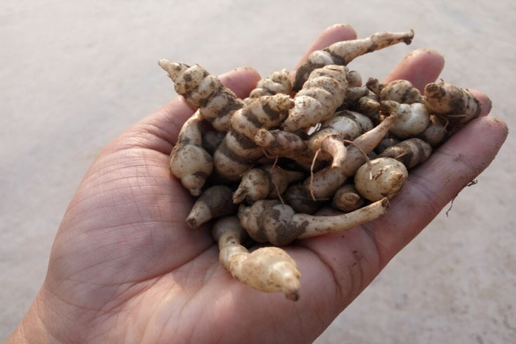 农家种新鲜地环甘露菜芋环宝塔菜地葫芦螺丝菜地牯牛做种酸辣泡菜