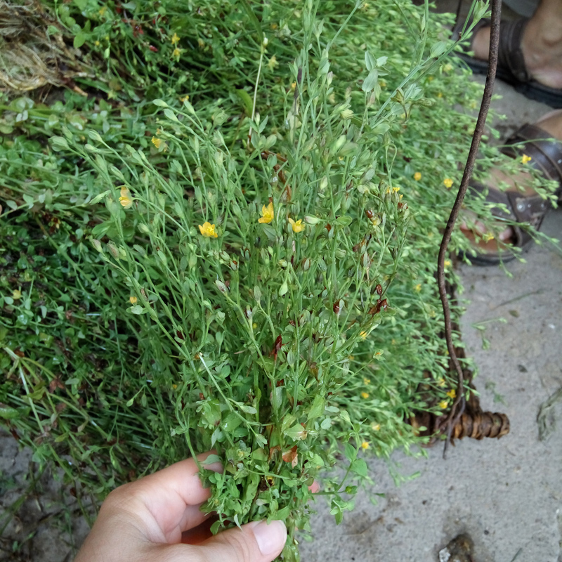 2017年新貨野生田基黃 新曬地耳草 黃花草雀舌草田基王乾貨 包郵