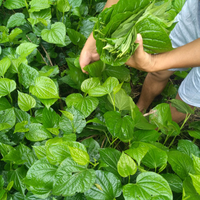 500克新鲜假蒌叶 野生现采蛤蒌叶 青蒌假蒟叶山蒌 越南香菜 包邮