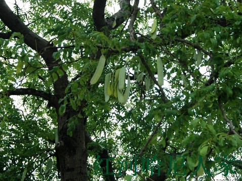 雲南紅河特產—滇皂仁幹品皂角米皂角仁顆顆精選充分乾燥實物拍攝