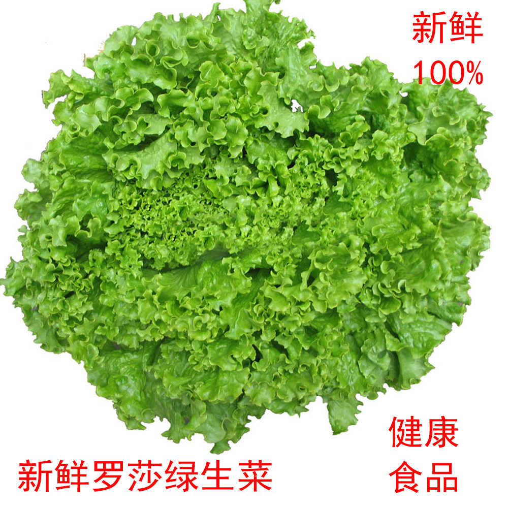 新鲜蔬菜 绿色散叶 绿珊瑚 罗莎绿毛生菜 沙拉配菜 西餐300g 顺丰