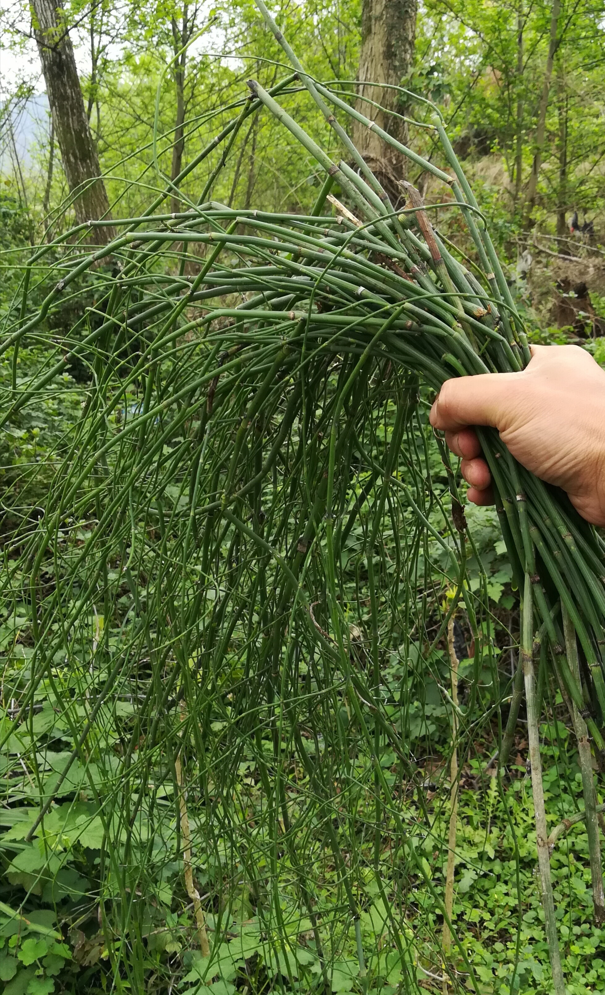 中药材 正品麻野生黄根 苦椿菜止汗 色道麻 结力根 麻黄根 500g