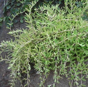 中药材野生新鲜垂盘草苗老鼠芽白蜈蚣大地蜈蚣垂盆草鼠牙半枝莲苗