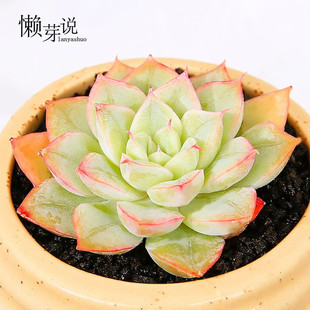懒芽说 多肉叶片 进口贵货多肉植物叶片叶子多肉叶插[54]月亮仙子