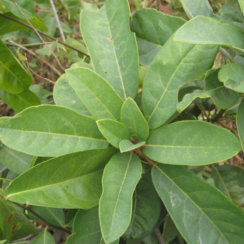 白花地膽草野生鮮品中草藥地斬頭 地膽頭 地苦膽 草鞋底根 鐵燈盞