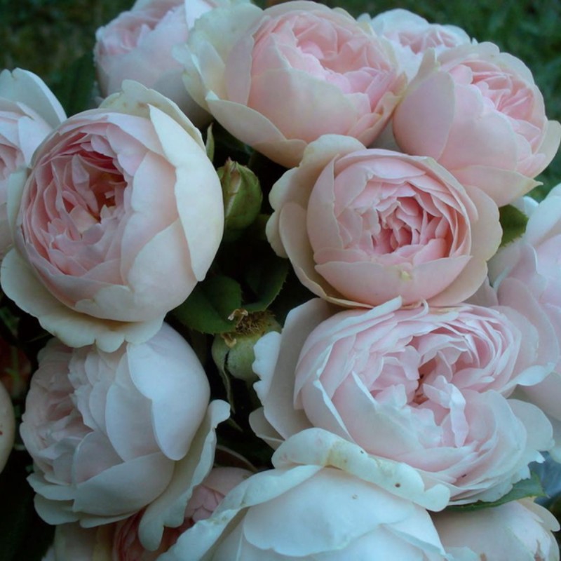 【虹越】进口戴尔巴德灌木类月季裸根苗 莫利纳尔玫瑰/维希