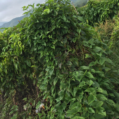 江西农家脚板薯紫山药紫淮山新鲜蔬菜紫毛薯大薯紫玉脚板苕种子