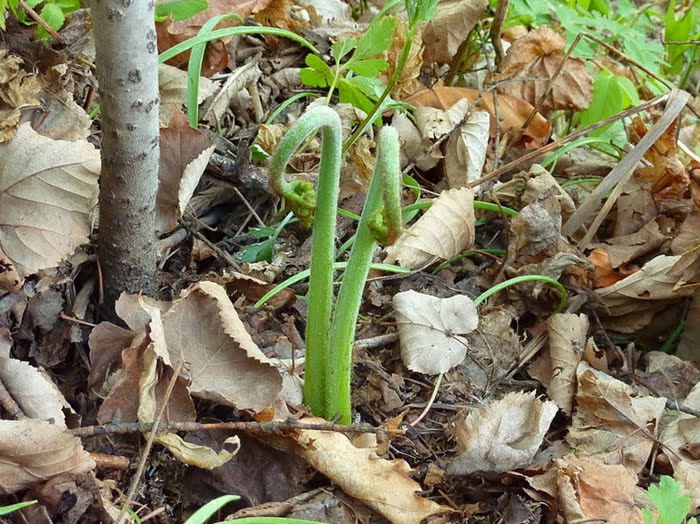 乐昌野生新鲜蕨菜蕨苔拳头菜猫爪龙头菜鹿蕨菜蕨儿菜猫爪子5斤