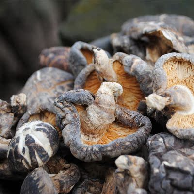 狗娃子 野生花菇干货特级包邮250g 椴木花菇干香菇菌类干货 冬菇