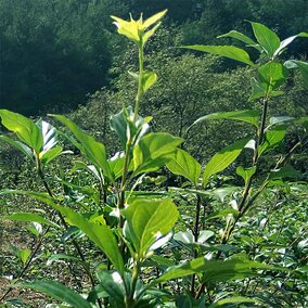 特产神仙观音树叶豆腐 水晶翡翠绿豆腐 原生态凉粉柴叶野生老树苗