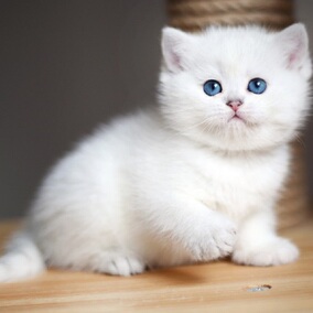 宠物猫活体英国短毛渐层折耳立耳白猫成猫幼猫