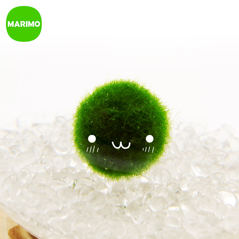marimo 幸福毬藻 海藻球微景观桌面绿植球藻创意迷你水培植物包邮