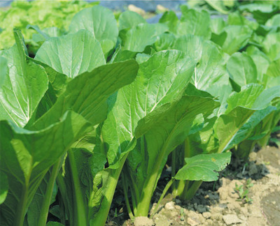 青油2号快菜种子 圆叶小白菜种子 耐热耐寒 散叶白菜种子 青菜种