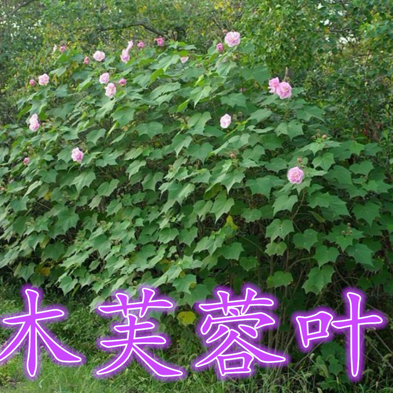 野生新鲜药材芙蓉树叶/木芙蓉叶/山芙蓉叶/地芙蓉叶都也有 500克