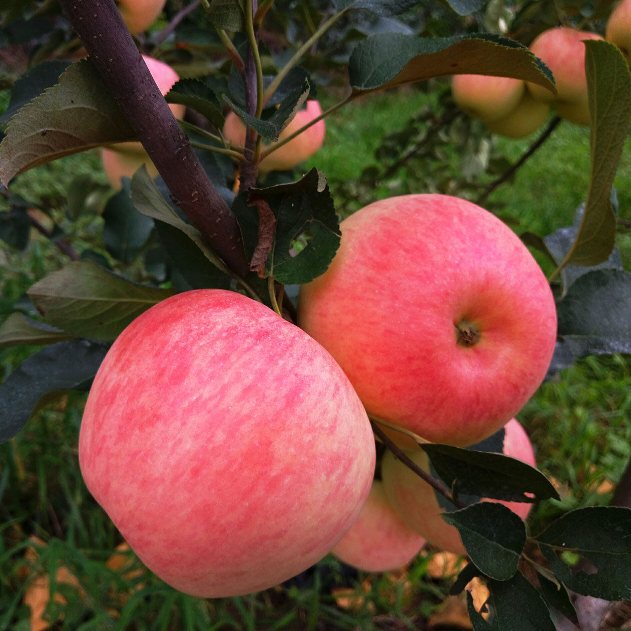 【喜人喜】烟台苹果水果新鲜山东吃的栖霞红富士10斤85#大果包邮_爱酷