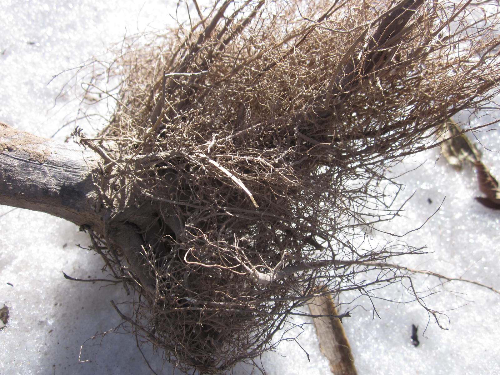 16年新货农家向日葵根 朝阳花 向阳花中药材 葵花杆须茎 棋盘花根