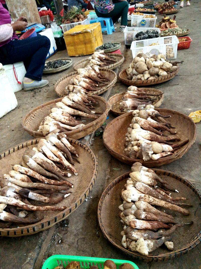 新鲜野生鸡枞菌10斤做油鸡枞云南大理土特产蘑菇鲜美餐馆