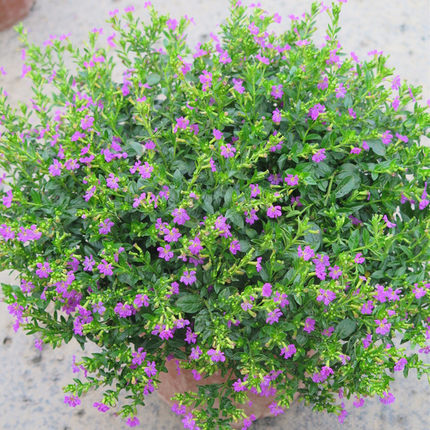 展示与对比:千头菊菊花苗秋菊多头菊女王菊姬小菊荷兰菊雏菊大菊花