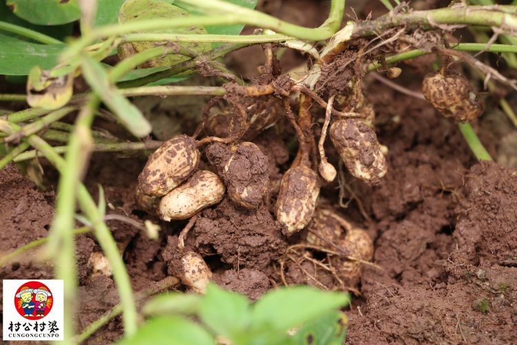 四川农家土花生种子 生花生 香浓干花生 带壳 白皮花生 250克装