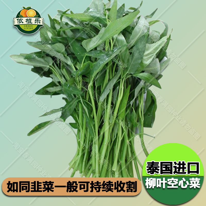 青梗柳葉空心菜種子通心菜青菜夏季四季水生盆栽蔬菜籽包郵免運費