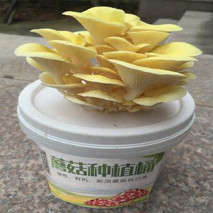 【特价】菌棒菌包菌种榆黄蘑包邮家庭种植榆黄菇泽