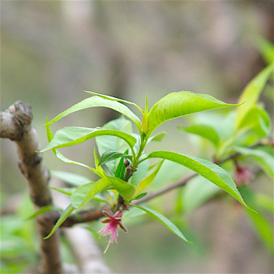 山桃花叶子,山桃花(第3页)_大山谷图库
