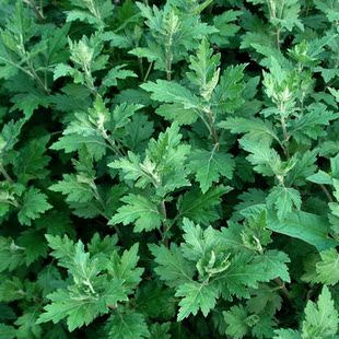 野生艾草 泡脚 艾叶 泡澡暖宫 祛湿驱寒制作艾绒艾叶草