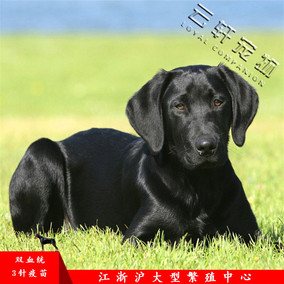 拉布拉多黑色导盲犬幼犬寻回猎犬幼犬双血统纯种宠物犬 宠物狗
