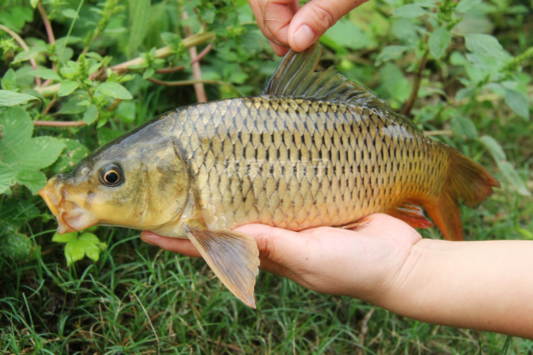 正宗野生鯉魚 鮮活水產草魚青魚純天然河道 現抓現殺 2條裝 包郵