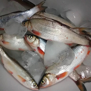 杂鱼2500g 海杂鱼新鲜野生大连野生海杂鱼杂拌鱼小海鱼纯正野生鱼