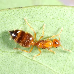 森林蚂蚁 大阪举腹蚁2015新后 宠物蚂蚁 20只送巢 可多后