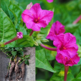 胭脂 紫茉莉根 粉果根 白花参 入地老鼠 胭脂花头白粉根野生新鲜中