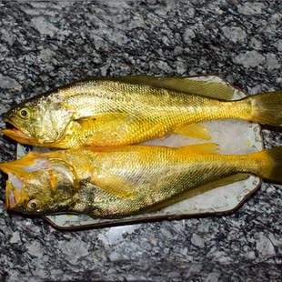 黄花鱼 野生黄花鱼 称重销售 每条5-7两 每份1斤 2斤包邮