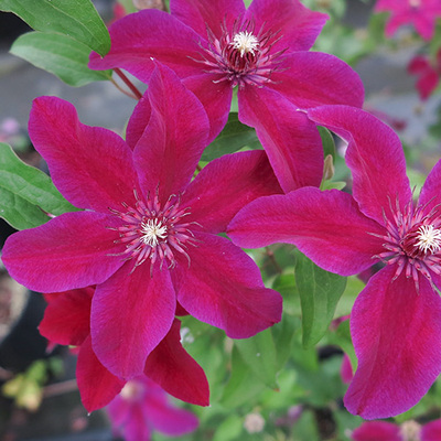 虹越 铁线莲p14盆栽苗大特卖 斯塔西 庭院爬藤攀援花卉植物 包邮