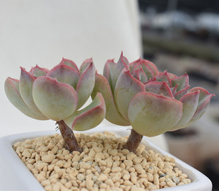 猎户座 多头老桩 多肉植物 实物拍摄 依恋园艺 绿植盆栽满包邮
