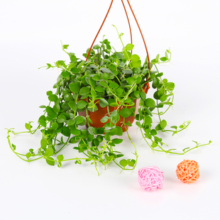 室内串钱藤吊篮花卉植物小盆栽吊金钱垂挂多肉绿植防辐射趣味藤蔓