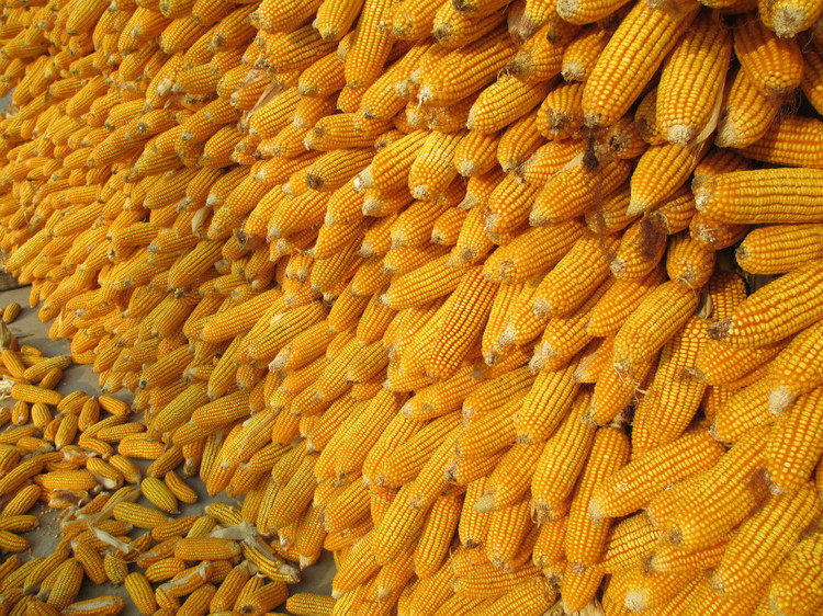 我为家乡代言陕西兴平农家玉米粒包谷玉米棒棒