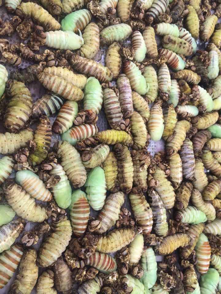 嫩茧蛹 神仙 糖宝 活茧蛹绿色茧蛹蚕茧鲜活薄皮柞蚕蛹农家菜500克