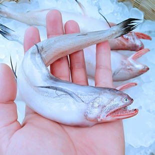 舟山沈家门海鲜豆腐鱼新鲜龙头鱼鲜活九肚鱼水潺虾潺500g