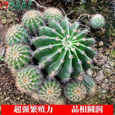 【食用仙人球】药用仙人球【白花草球】开花很漂亮仙人掌科多肉