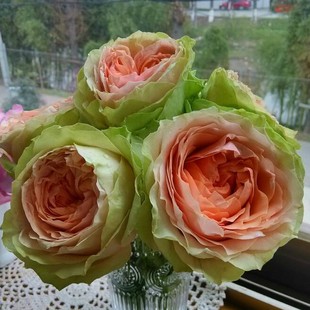 天狼月季吸引力多季灌木欧月抗病庭院扦插月季盆栽花卉花苗